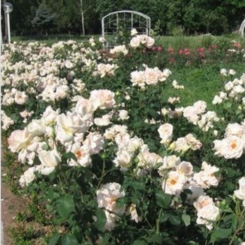 Koloru masła, z delikatnie różowymi brzegami - Róże pienne - z kwiatami hybrydowo herbacianymi - korona równomiernie ukształtowana